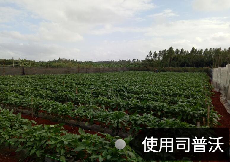 水溶肥的神奇奧秘，作物黃化也能治