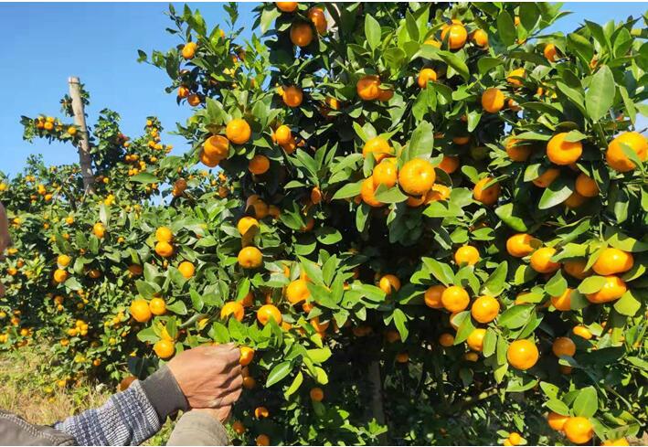 水溶肥廠家告訴你，腐植酸水溶肥有什么用