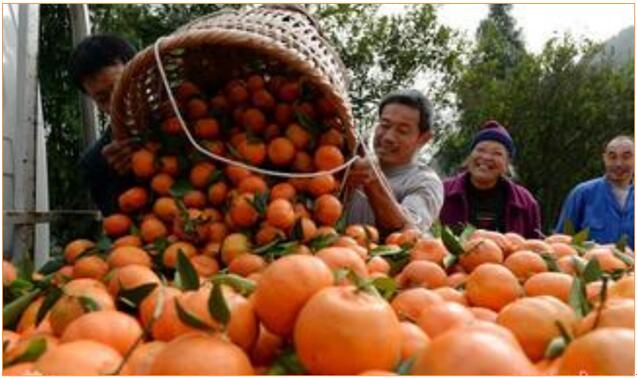 用對(duì)磷酸二氫鉀 讓你的作物成為別人家羨慕的對(duì)象！