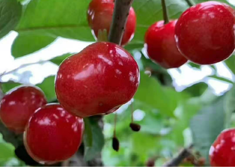 大櫻桃采收后如何管理，來(lái)看看司普沃的這篇文章