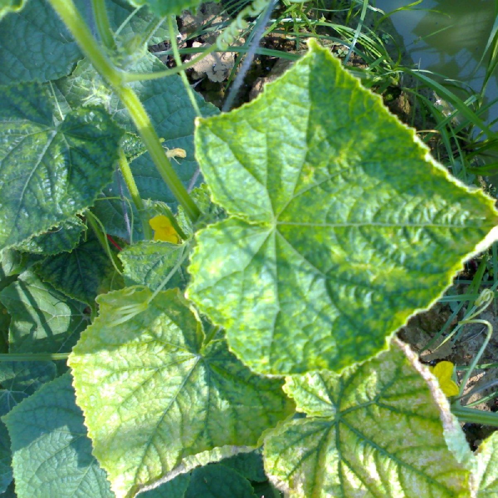 黃瓜出現(xiàn)黃葉，找不到病因，司普沃教您從這3方面查找