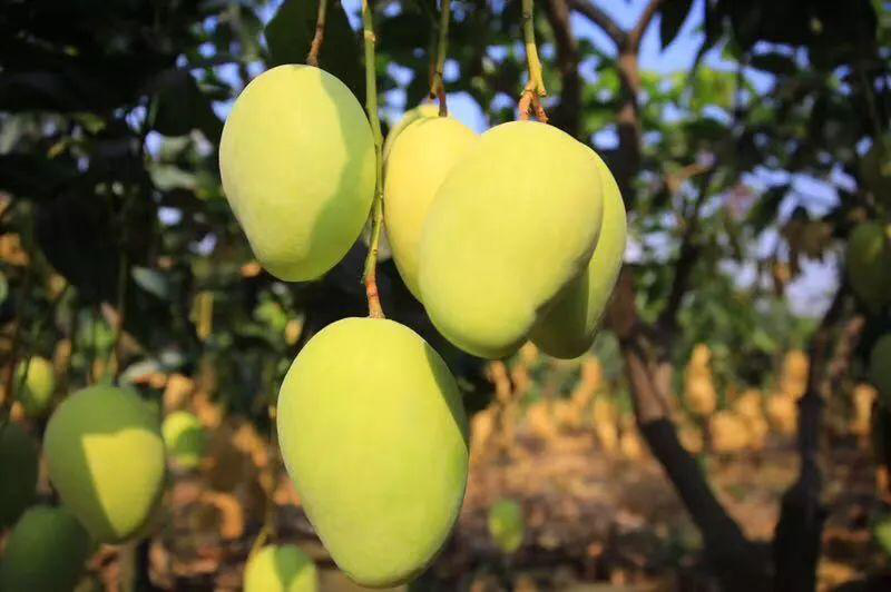 芒果落果嚴(yán)重，卻又得不到解決？司普沃來幫忙