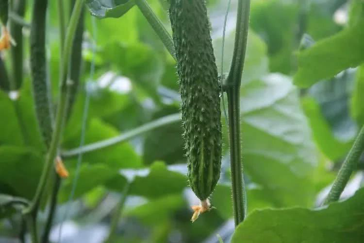 棚室黃瓜出現(xiàn)徒長的原因是什么？該如何控制？速看司普沃這篇文章