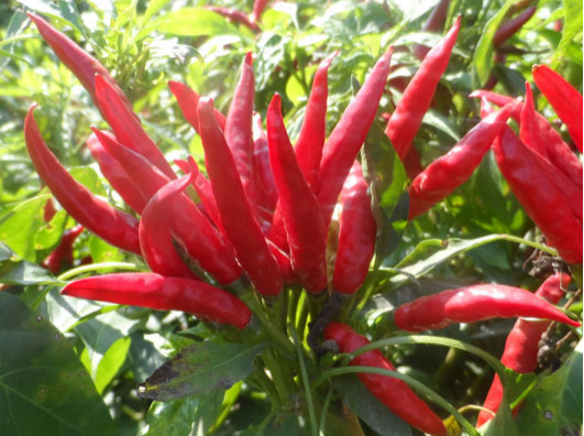 小米辣出現(xiàn)爛果，施藥后治標(biāo)未治本，司普沃教您如何有效解決