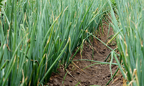 大蔥干尖黃葉，司普沃帶您了解原因及其防治措施！