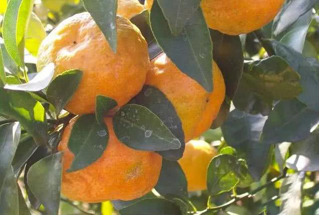 柑橘出現(xiàn)浮皮果，怎么辦？司普沃來(lái)幫您！