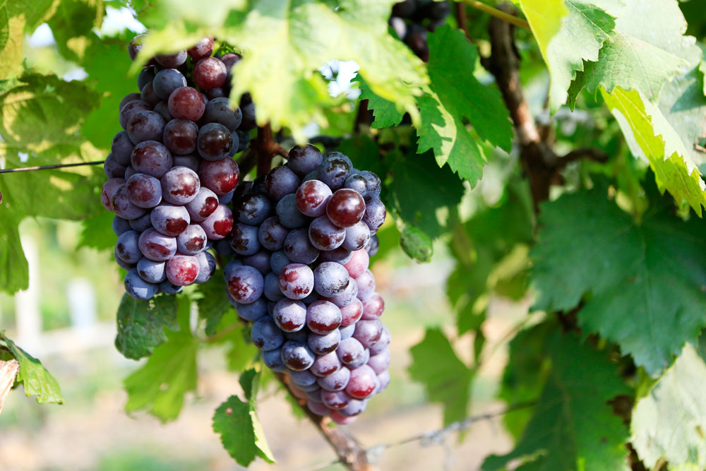 如何促進(jìn)葡萄著色，司普沃教您幾招，速看！