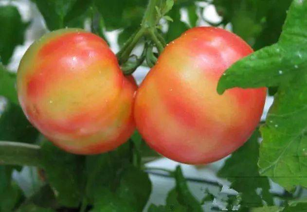 注意！秋茬西紅柿轉(zhuǎn)色不好，啥原因？速看司普沃這篇文章