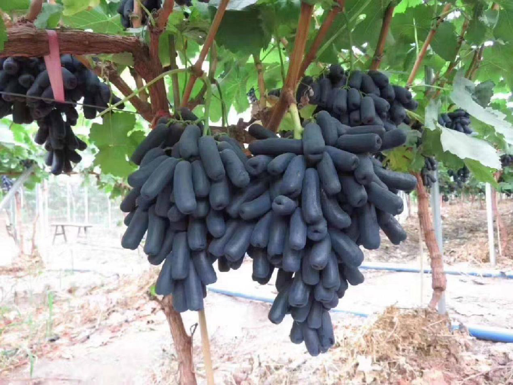 種植藍(lán)寶石葡萄，怎么使其高產(chǎn)呢？速看司普沃這篇文章