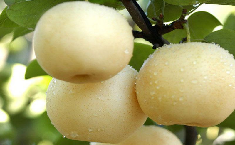 黃冠梨秋季如何管理？快與司普沃一起來(lái)看看！