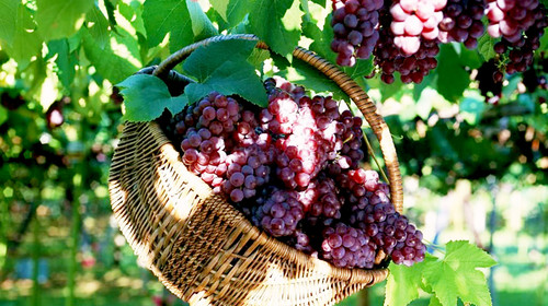 葡萄出現(xiàn)軟果？不知道原因？快與司普沃一起來(lái)尋找答案吧