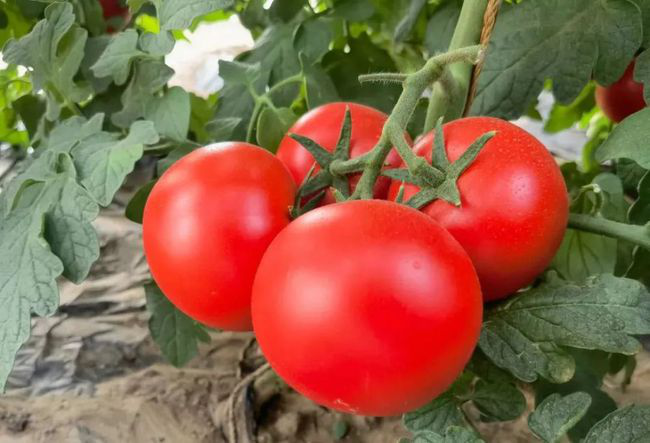 番茄定植前，防死棵需注意的幾個方面，與司普沃一起來看看