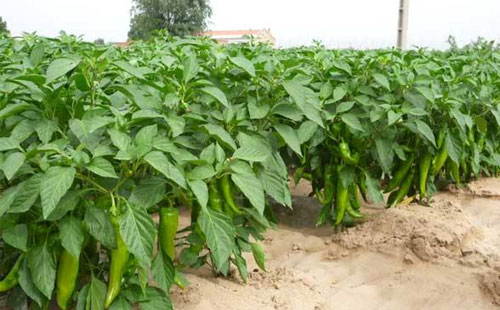 司普沃淺談辣椒病毒病防治技術與管理