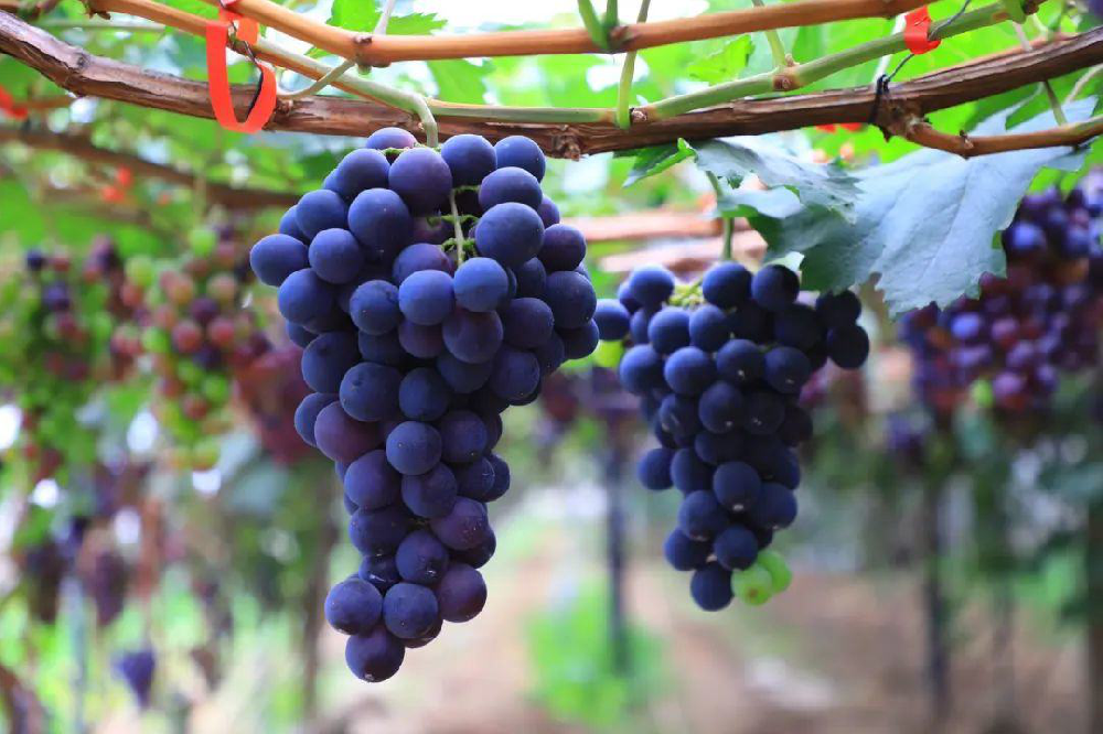 葡萄采收后如何管理？從哪里管理？速與司普沃一起了解一下