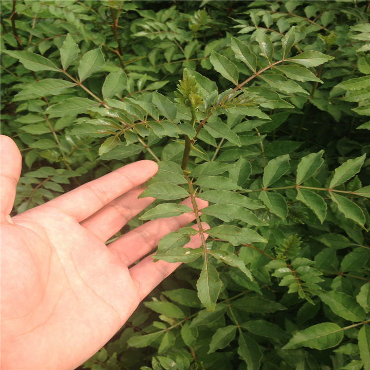 花椒根腐病如何防治？司普沃教您一招輕松解決