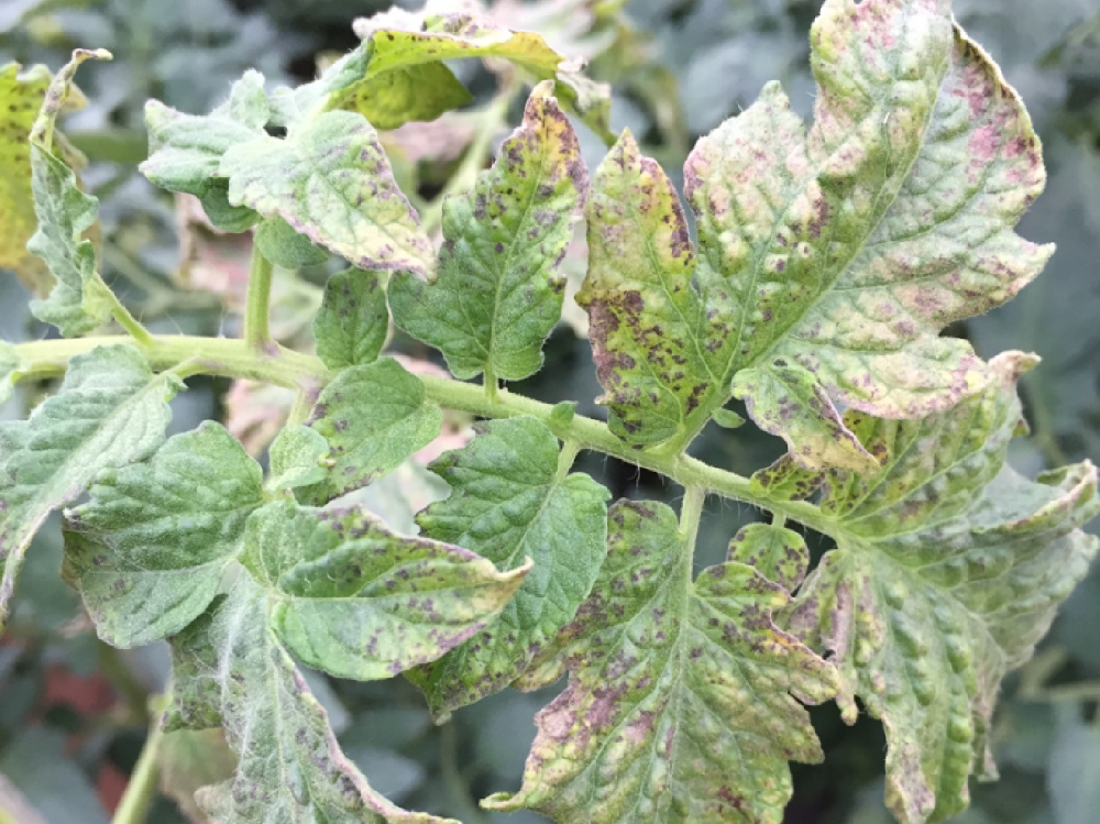 司普沃淺談西紅柿斑枯病發(fā)病規(guī)律及防治技術