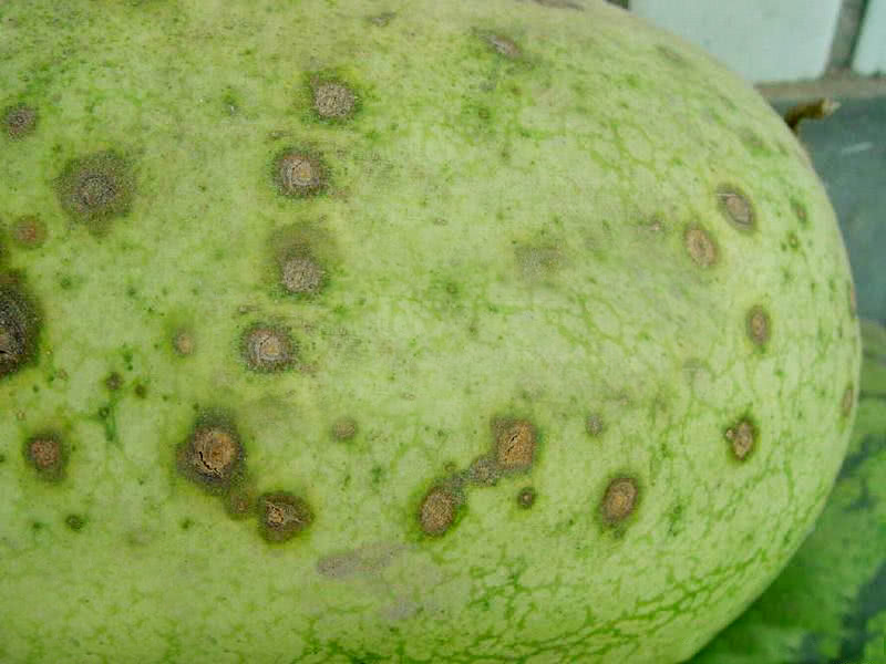 司普沃淺談甜瓜炭疽病發(fā)病規(guī)律及防治技術