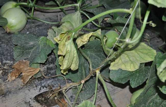 司普沃淺談甜瓜枯萎病防治技術與管理