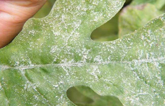 西瓜白粉病怎么防治？司普沃告訴您個小妙招