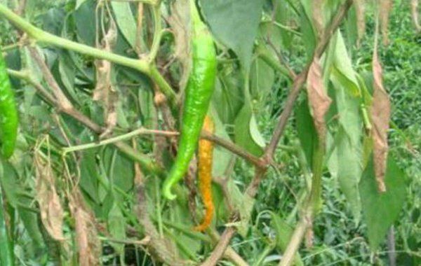 辣椒青枯病有哪些危害？又當(dāng)如何防治？司普沃為您解答