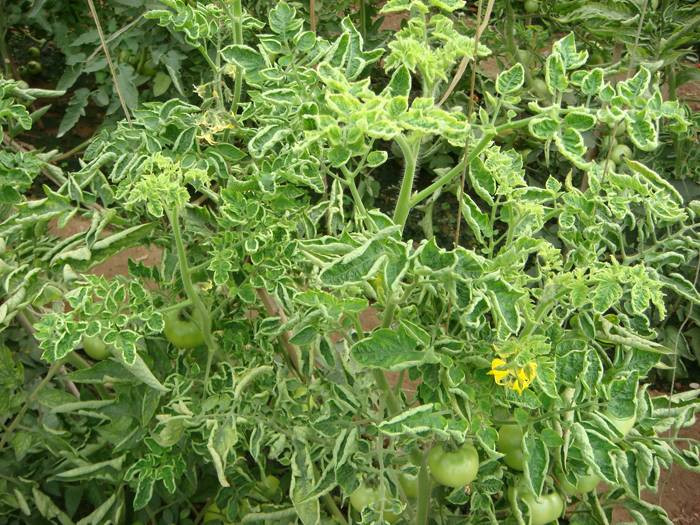 西紅柿卷葉是什么原因？應(yīng)該怎樣防治？與司普沃一起來看看