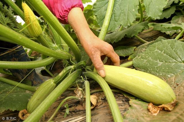 西葫蘆炭疽病如何防治？司普沃教您一招輕松解決