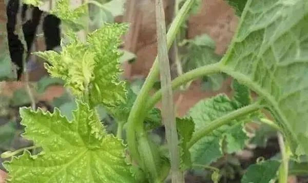 蔬菜缺硼如何進(jìn)行補(bǔ)救？司普沃告訴您