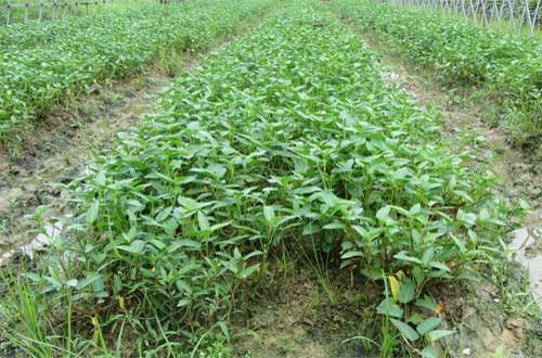 司普沃淺談空心菜炭疽病的危害癥狀、發(fā)病原因及防控措施