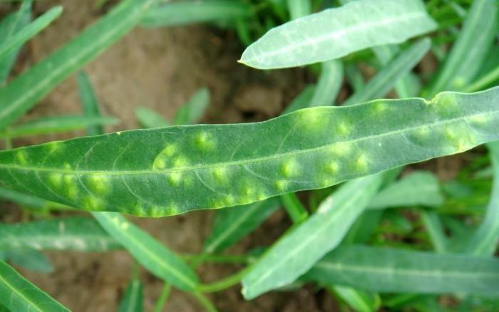 司普沃淺談空心菜白銹病的癥狀、病原、發(fā)生規(guī)律及防治技術(shù)