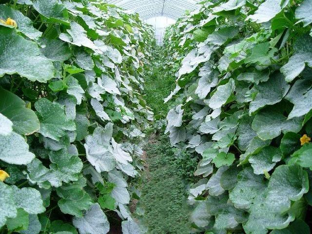 南瓜得了白粉病怎么辦？別著急司普沃來解決