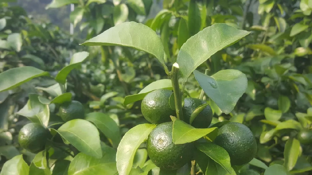 砂糖橘秋梢竟不老熟！這危害夠受嗎？司普沃來幫您