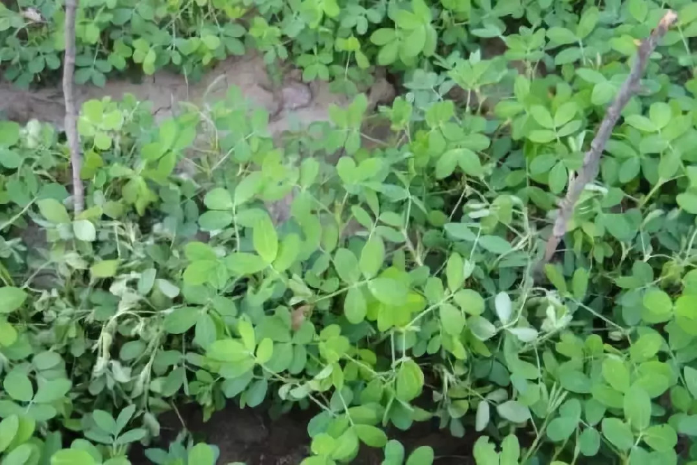 花生青枯病嚴重化怎么辦？別急，司普沃為您解答