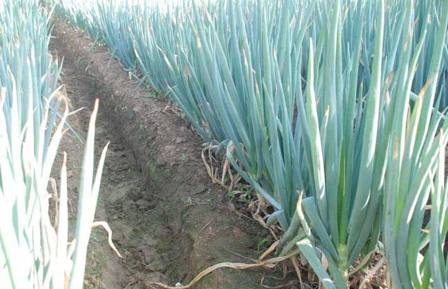 大蔥霜霉病的癥狀是什么？如何防治大蔥霜霉??？ 司普沃給出了答案。