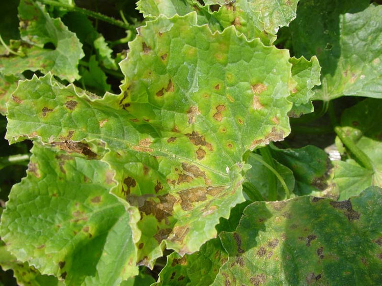 哈密瓜細菌性葉斑病如何防治？司普沃為您解答