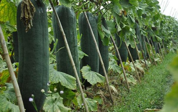 司普沃淺談冬瓜炭蛆病防治技術(shù)與管理