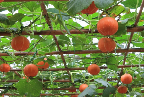 想要南瓜長得好，施肥這點要知道