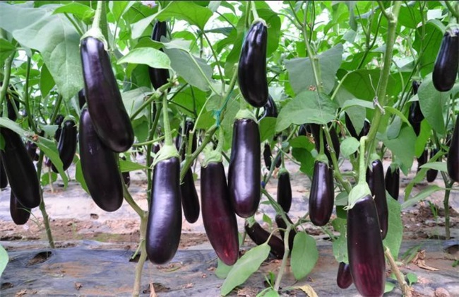 大棚茄子畝產(chǎn)4萬斤，是怎么做到的呢？來看司普沃有什么好方法