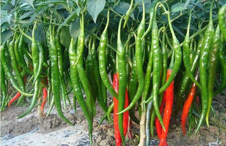 溫室大棚辣椒出現(xiàn)死棵，趕快找原因和方法！司普沃幫您減少損失