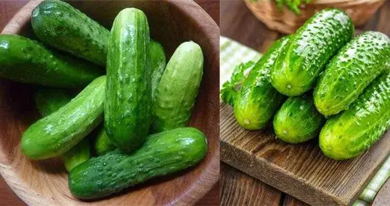 黃瓜秧子細需要施用什么肥？如何施用？司普沃為您解答