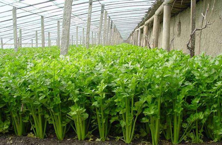 芹菜得了斑枯病，別急，司普沃為您解答