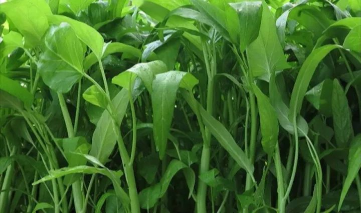 空心菜炭蛆病有哪些癥狀？應(yīng)當(dāng)如何防治？下面司普沃為您解答