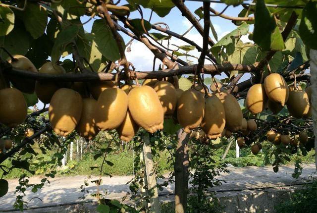 降溫后，需加強(qiáng)對(duì)火龍果的管理，速看司普沃這篇文章