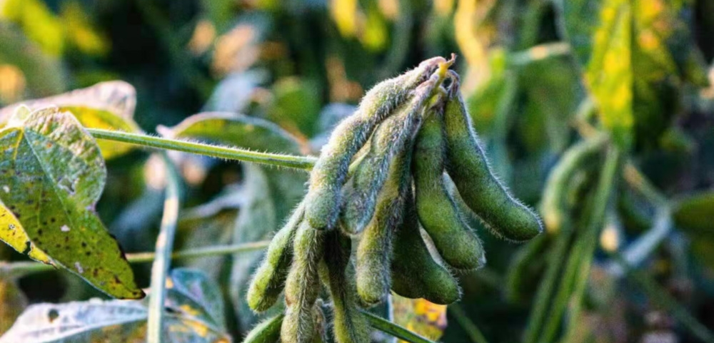 磷酸二氫鉀與“防凍”之間的關(guān)系！趕快來(lái)看，司普沃來(lái)告訴您