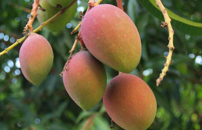 11月份，芒果的管理重點(diǎn)是哪些？司普沃帶您了解