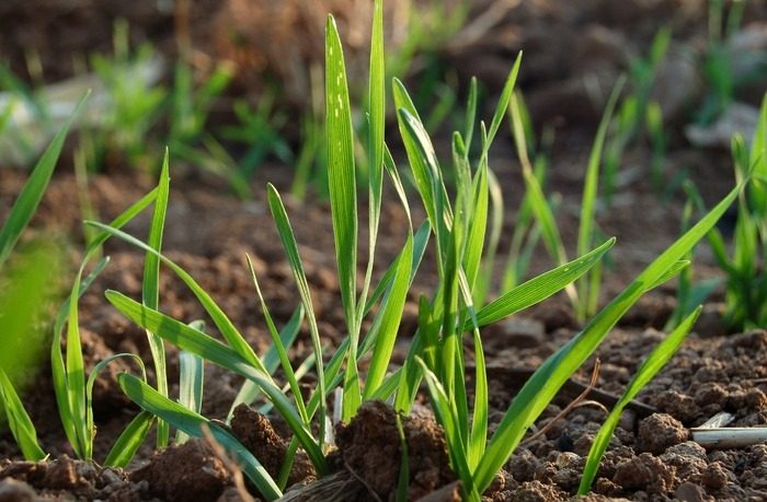 冬前只要抓好這3點(diǎn)，小麥苗壯產(chǎn)量高，速看司普沃這篇文章