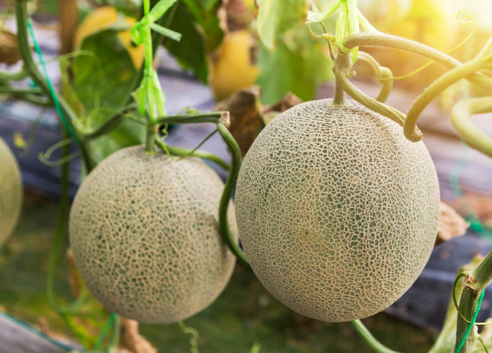 哈密瓜掛果后，如何管理才能增收？速看司普沃這篇文章