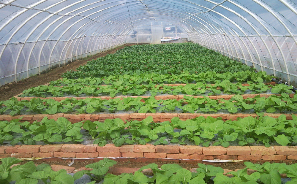 棚室蔬菜發(fā)生肥害，經(jīng)濟(jì)收益暴跌！司普沃來(lái)告訴您有效預(yù)防措施