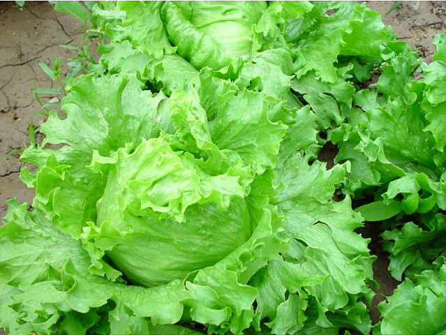 結(jié)球生菜不結(jié)球？愁壞農(nóng)戶！司普沃邀您一起找原因