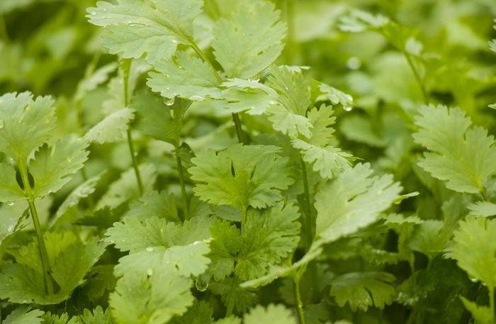 香菜產(chǎn)量高不高，就看水肥管理好不好，速看司普沃這篇文章