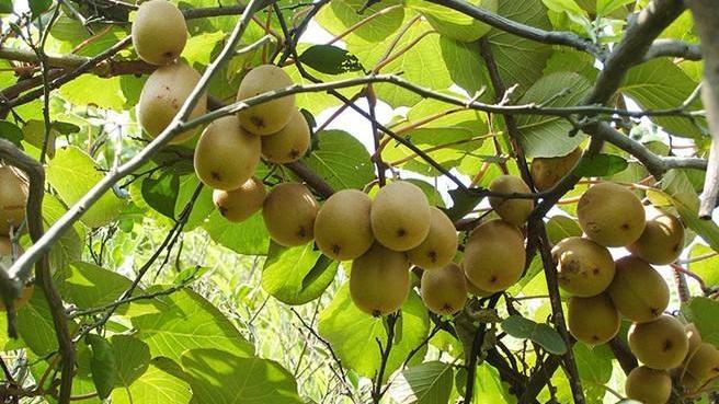 獼猴桃果園防凍及補(bǔ)救措施都有哪些呢？速看司普沃這篇文章